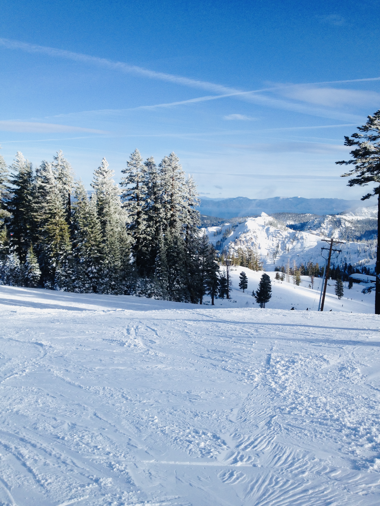 Ski your heart out: snow-dusted trees at Palisades
