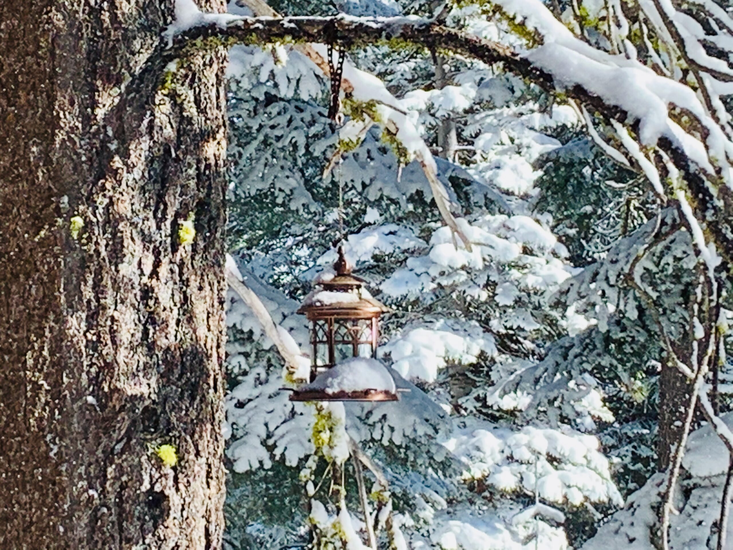 copper bird feeder with snow Tahoe Truckee Vacation Rentals Copper Bird Feeder with Snow